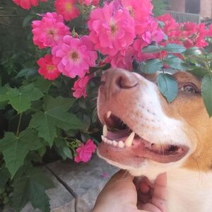 Meet your Posher, Maddie